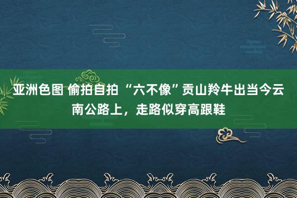 亚洲色图 偷拍自拍 “六不像”贡山羚牛出当今云南公路上，走路似穿高跟鞋